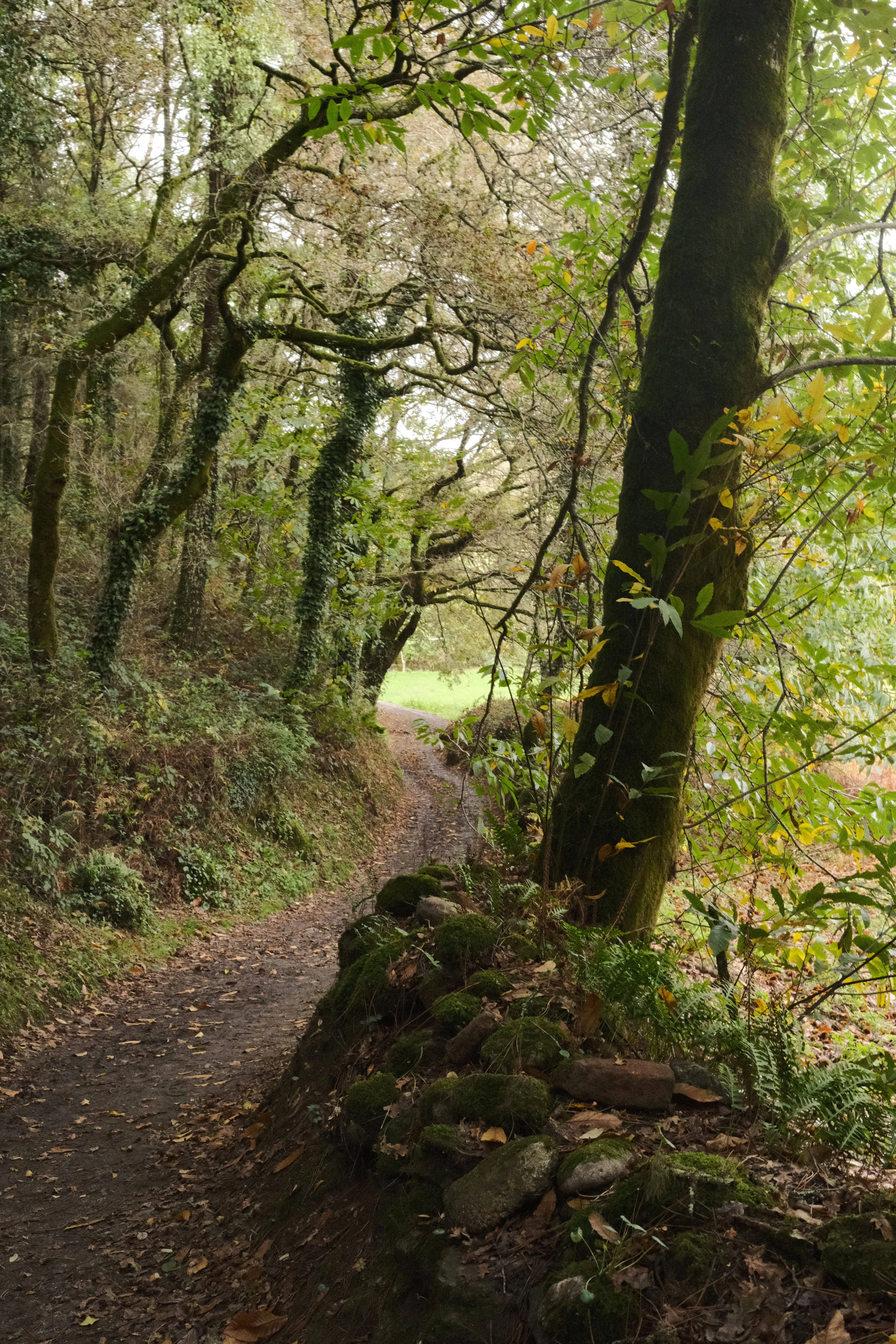 Rutas por el bosque